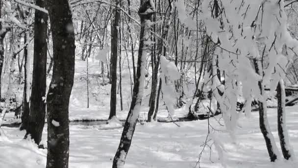 Υποκατάστημα με χιόνι ταλαντεύονται στο δάσος του χειμώνα — Αρχείο Βίντεο