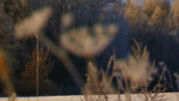 Bevroren gras in winter forest — Stockvideo