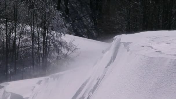 Fuerte tormenta de nieve en el bosque — Vídeo de stock
