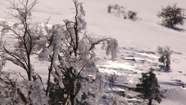 Frostad buskar i vinter skog — Stockvideo