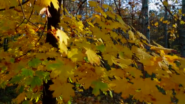 Boomtakken met gele bladeren wuivende op de wind — Stockvideo