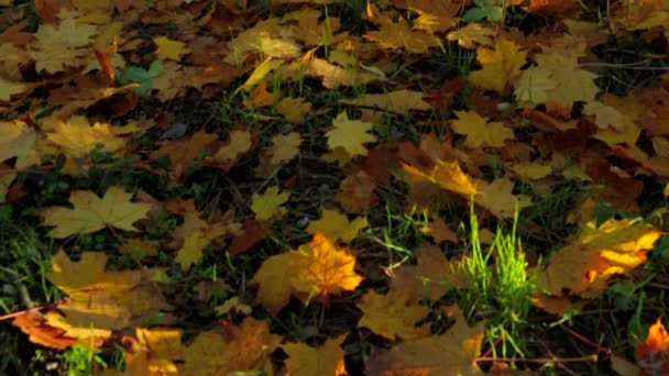 Follaje de arce dorado en el suelo en otoño — Vídeos de Stock