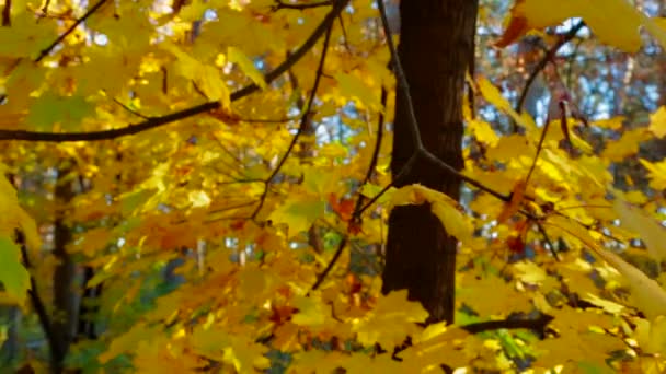 Boomtakken met weelderig geel blad in het herfst Park — Stockvideo