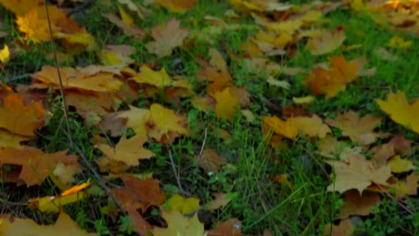 Groen voetpad bedekt met gevallen Maple gebladerte in het herfst Park — Stockvideo