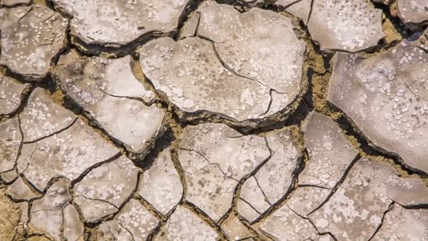 Terreno arido incrinato alla siccità — Video Stock