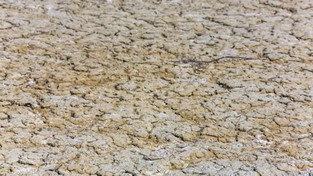 Barren Field With Dried Volcano Mud — Stock Video