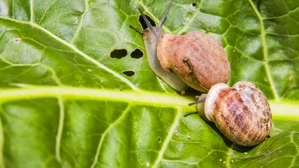 两个蜗牛爬上一片绿叶 — 图库视频影像