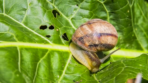 Macro: Caracol moviéndose sobre el follaje verde — Vídeos de Stock