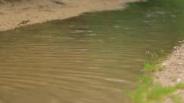 Duas crianças correndo através de grande piscina depois da chuva — Vídeo de Stock