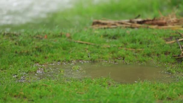 Happy Girl Jumping In Muddy Pool — Stock Video