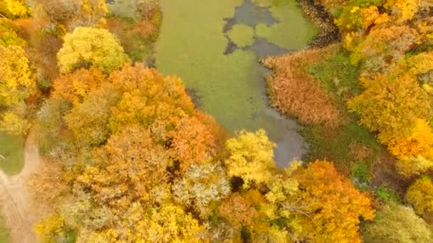 VISTA AERIAL. Lago y árboles en brillantes colores otoñales — Vídeo de stock
