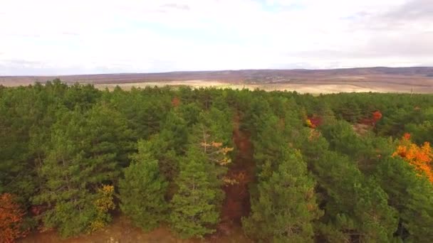 Flygfoto. Grön Pine Park på hösten i förorter — Stockvideo