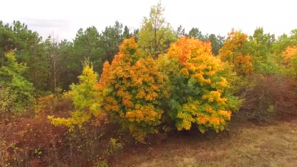 Luchtfoto. Fel veelkleurige bomen In de herfst — Stockvideo