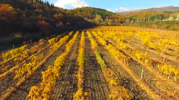 VISTA AERIAL. Vuelo sobre filas de viñedos en temporada de otoño — Vídeo de stock