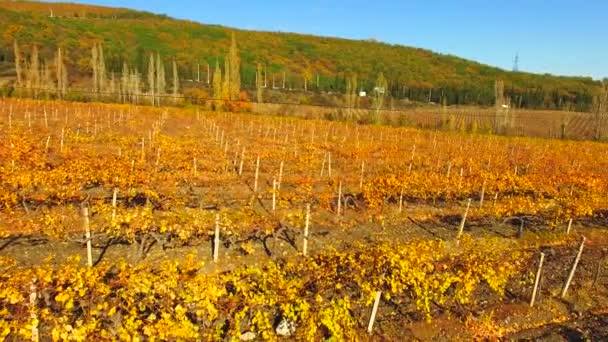 VISTA AERIAL. Filas de viñedos en temporada de otoño — Vídeo de stock