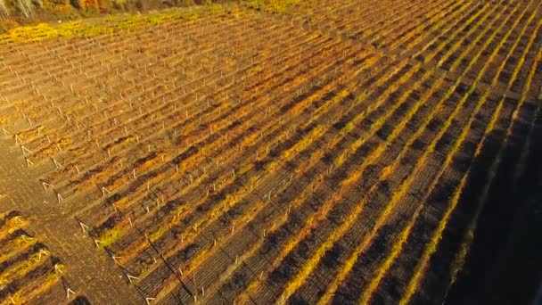 VISTA AERIAL. Campos de uvas en la temporada de otoño — Vídeo de stock