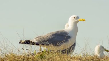 Vahşi hayvanlar: martılar