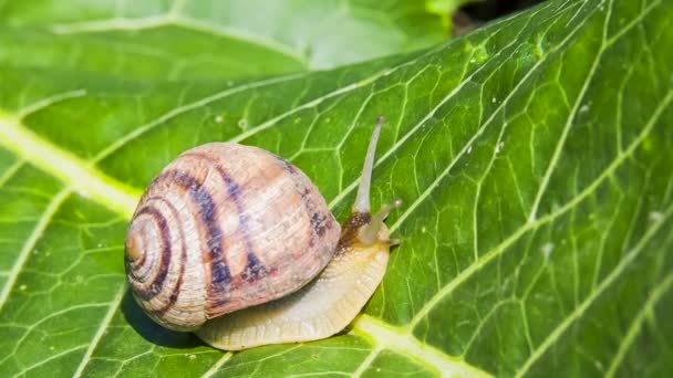 Snail Moving On a Green Leaf — Stock Video