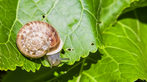 Nærbillede: Snail Eating Green Leaf – Stock-video