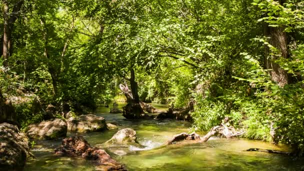 Piccolo fiume di montagna calmo che scorre nella foresta verde soleggiata — Video Stock