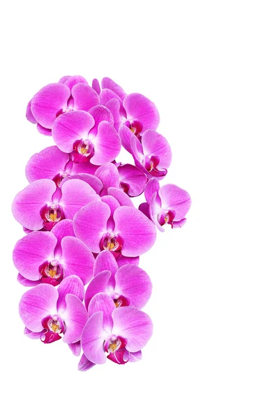 Różowy kwiat orchidei (phalaenopsis) na białym tle na białym tle Tajlandia miłości Walentynki — Zdjęcie stockowe