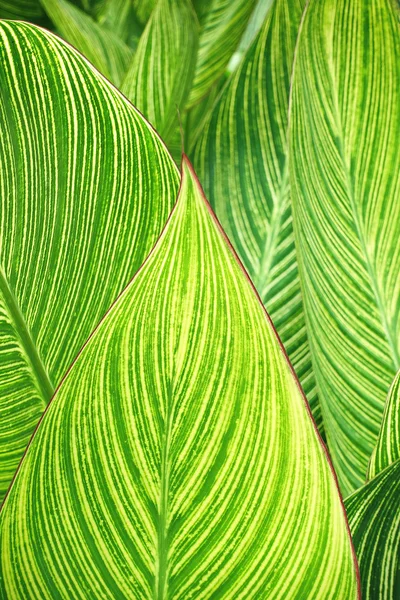 Green leaf pattern background — Stock Photo, Image