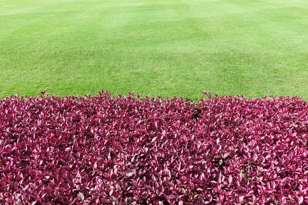 Vacker park fält i stora staden park utomhus gröna färgglada blommor och en slingrande stig gräs gräsmatta. HD skärpa filter. — Stockfoto