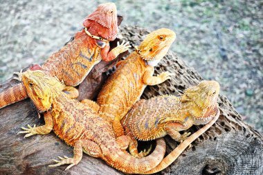 Bukalemun hayvan güzel renkli egzotik kertenkele portre komik doğa küçük arıyorum