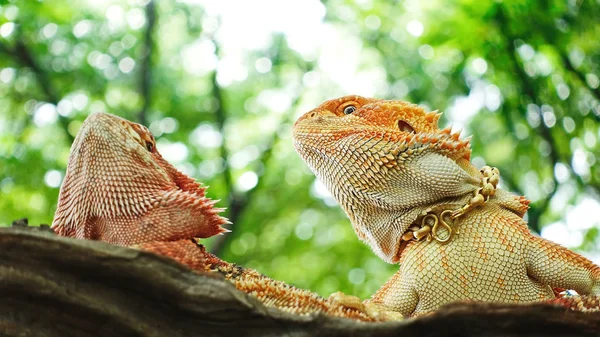 Chameleon djur vackra färgade exotiska ödla porträtt ser rolig karaktär lite — Stockfoto