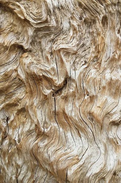 Staré dřevo kůže dřevo textury dřeva přírodního dřeva na pozadí přírodních — Stock fotografie