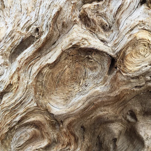 古い木の皮の木のテクスチャ木材天然木の背景自然 — ストック写真