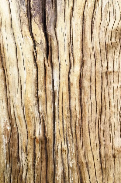 Old wood skin wood texture wood Natural wood background natural — Stock Photo, Image