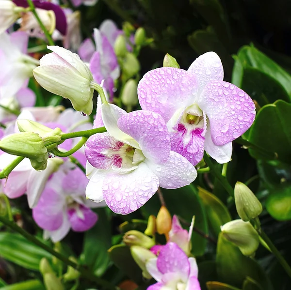 Rosa orkidé blomma vacker trädgård bakgrund thailand love valentine — Stockfoto