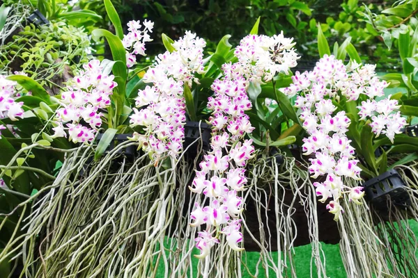 Rosa orkidé blomma vacker trädgård bakgrund thailand love valentine — Stockfoto