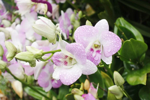 Rosa orkidé blomma vacker trädgård bakgrund thailand love valentine — Stockfoto