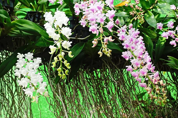 Pink orchid flower garden background thailand love valentine — Stock Photo, Image