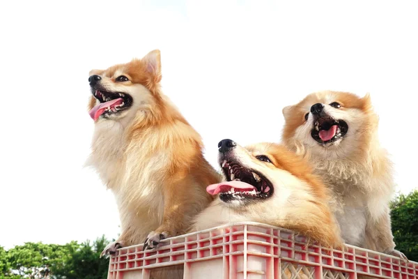 Família Brown Pomeranian cão bonito — Fotografia de Stock