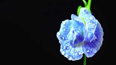 4K UHD videosu. Kelebek çiçekleri ve seçici bir odak noktası. Bezelye çiçeği, Bitki Bitkisi Karatavuk Konsepti