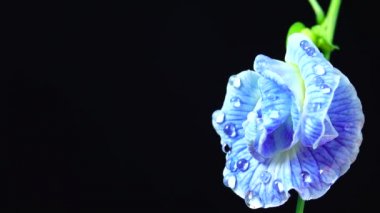 4K UHD videosu. Kelebek çiçekleri ve seçici bir odak noktası. Bezelye çiçeği, Bitki Bitkisi Karatavuk Konsepti