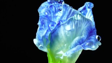 4K UHD videosu. Kelebek çiçekleri ve seçici bir odak noktası. Bezelye çiçeği, Bitki Bitkisi Karatavuk Konsepti