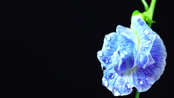 Vídeo Uhd Flores Guisante Mariposa Enfoque Selectivo Flor Guisante Herbal — Vídeos de Stock