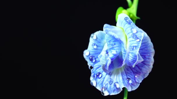 Vídeo Uhd Flores Guisante Mariposa Enfoque Selectivo Flor Guisante Herbal — Vídeos de Stock