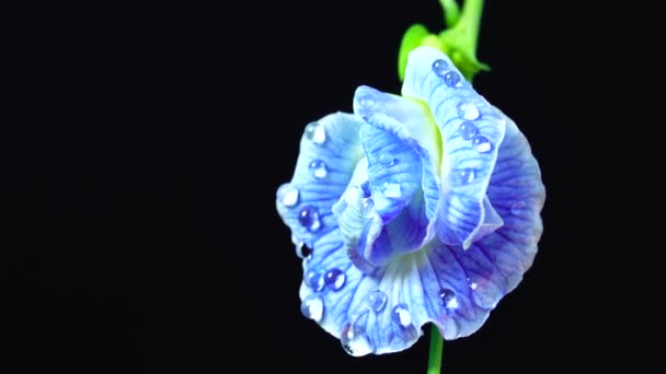 Vídeo Uhd Flores Guisante Mariposa Enfoque Selectivo Flor Guisante Herbal — Vídeo de stock