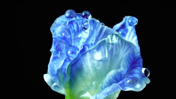 Uhdビデオ 蝶のエンドウ豆の花と選択的フォーカス 桃の花 黒地植物のコンセプト — ストック動画
