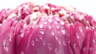 4K UHD video pembe nilüfer çiçekli su damlası ve dönüşümlü. Beyaz arka gould 'a yaklaş.