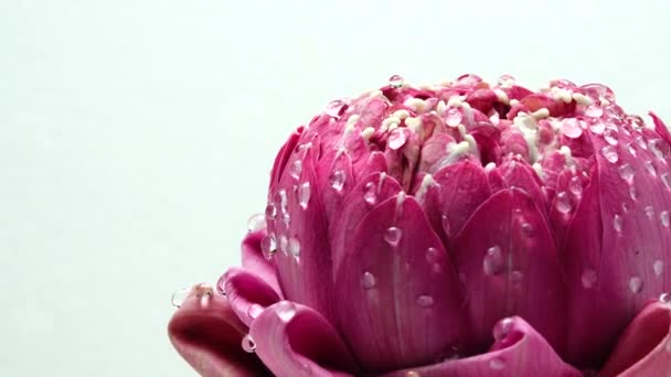Uhd Video Pink Lotus Flower Water Drop Rotate Close White — Stock Video