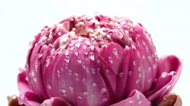 4K UHD video pembe nilüfer çiçekli su damlası ve dönüşümlü. Beyaz arka gould 'a yaklaş.