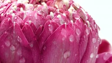 4K UHD video pembe nilüfer çiçekli su damlası ve dönüşümlü. Beyaz arka gould 'a yaklaş