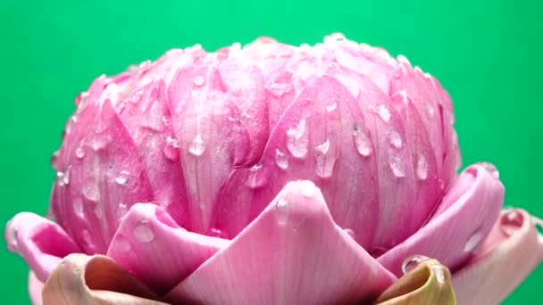 Uhd Video Růžový Lotosový Květ Kapkou Vody Rotace Close Zelené — Stock video