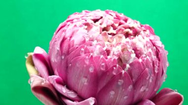  4K UHD video pembe nilüfer çiçekli su damlası ve dönüşümlü. Yeşil arka gould 'a yaklaş.